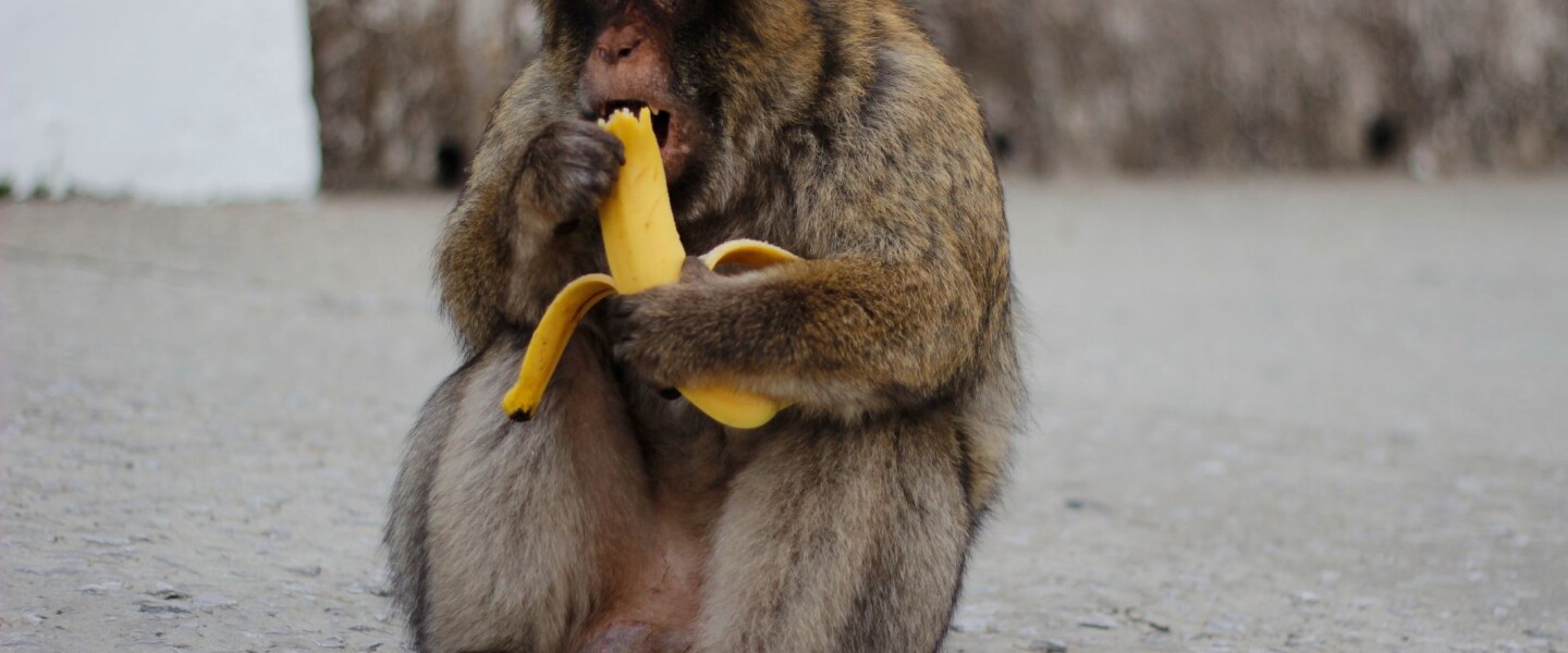 Aap die banaan eet